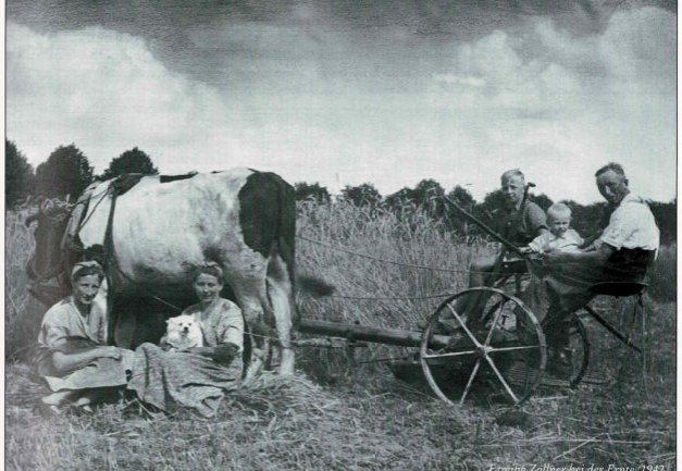 Getreideernte mit Ochsengespann, um 1942