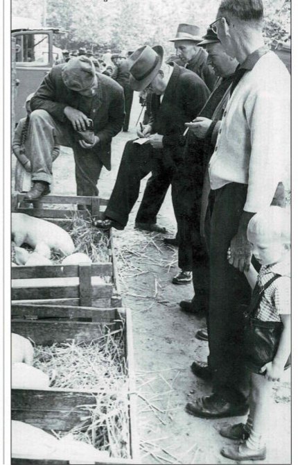 Bürgermeister Fritz Holste und Heinrich Stempel beim Kassieren des 'Ferkelgeldes'