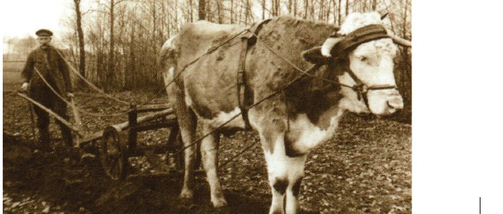s, u. a. Herr Heißmann beim Pflügen mit Ochse und Karrenpflug sowie ein Heuwagen mit Kuhgespann