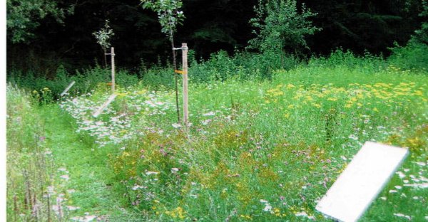 Streuobstwiese am Pastorengarten mit Wildbienenhotel und Bienenstand