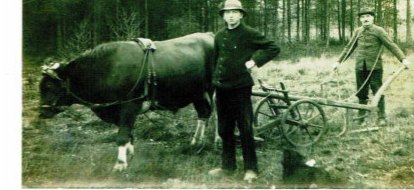 Familie Stockbrügger beim Krüen sowie Wilhelm und Ludwig Stockbrügger mit dem Ochsen vor dem Pflug.