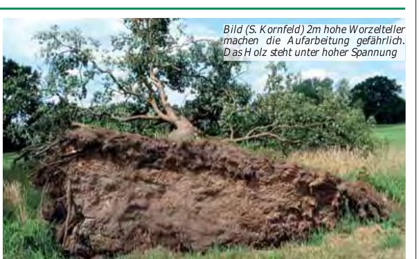 s zeigen die umgestürzten dicken Eichen sowie die bis zu zwei Meter hohen Wurzelteller, die die Aufarbeitung w