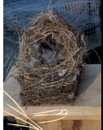 eines Doppelnistkastens für Haussperling und Nest des Feldsperlings aus „Lebendiges Isselhorst“, Mai 1988